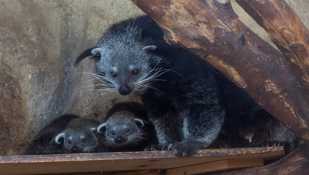 Dalími letoními pírstky olomoucké zoologické zahrady na Svatém Kopeku jsou...