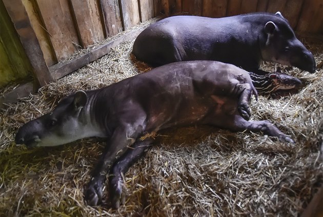 Samice tapíra Vanesa porodila v jihlavské zoo mlád.