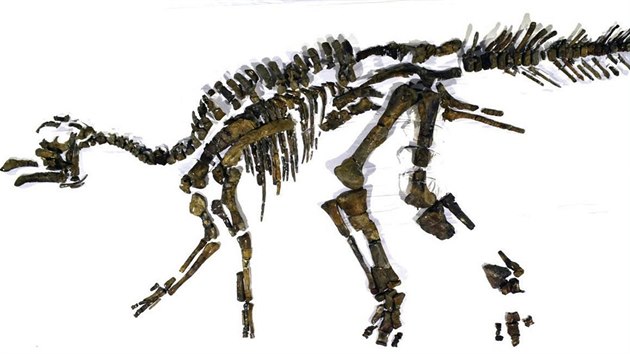 Japont vdci objevili kostru dosud neznmho druhu dinosaura. Kamuysaurus japonicus mohl vit i vce ne pt tun. (5. z 2019)