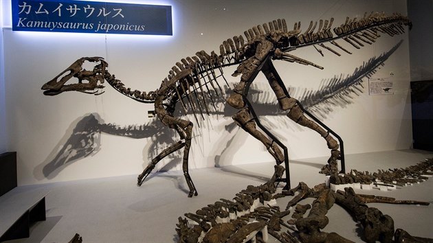 Japont vdci objevili kostru dosud neznmho druhu dinosaura. Kamuysaurus japonicus mohl vit i vce ne pt tun. Na snmku je replika kostry (nahoe) i samotn kostra. (dole, 6. z 2019)