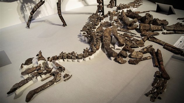 Japont vdci objevili kostru dosud neznmho druhu dinosaura. Kamuysaurus japonicus mohl vit i vce ne pt tun. (6. z 2019)