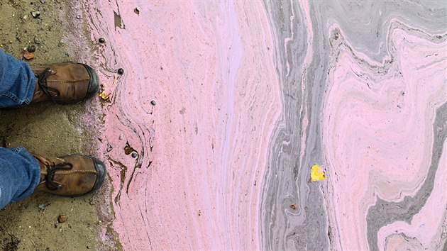 Rov sliz, kter se objevil na oblbenm rekreanm Kamennm rybnku v Plzni, vytv uniktn bakterie. Podle hydrobiologa organismus nen kodliv pro lidsk zdrav. (6. 9. 2019)