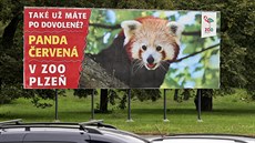 Letní příběh s útěkem pandy červené využila plzeňská zoo jako vtipnou pozvánku... Letní příběh s útěkem pandy červené využila plzeňská zoo jako vtipnou pozvánku...