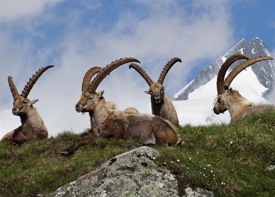 Kozoroci v Alpách