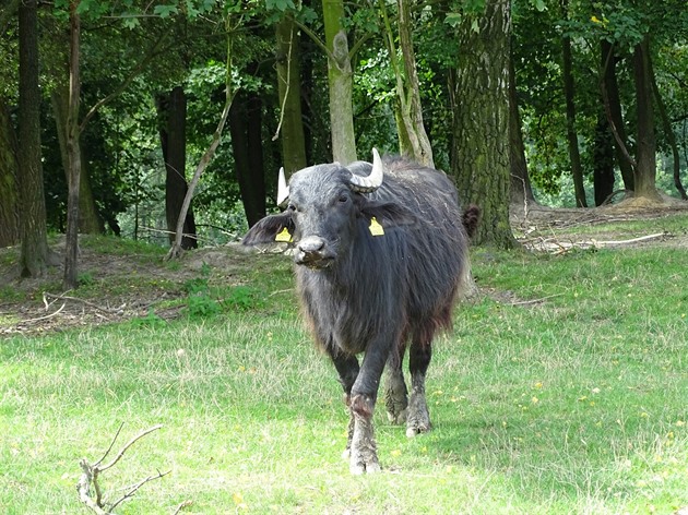 Safari v Zoo Ostrava