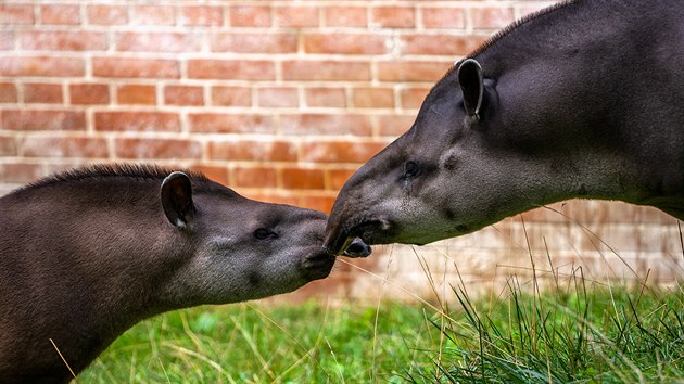 Ve výběhu v dolní části Zoo Praha se od začátku září zabydluje mladičká samice... Ve výběhu v dolní části Zoo Praha se od začátku září zabydluje mladičká samice...