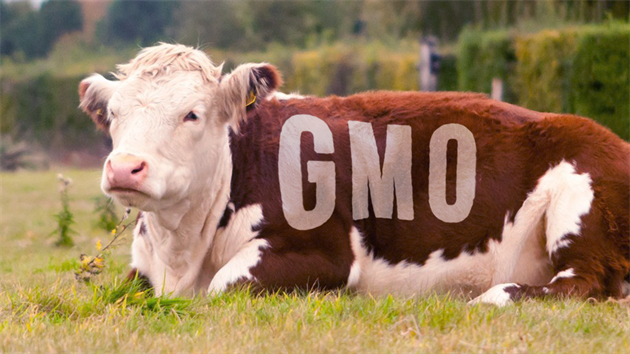 Geneticky modifikovaný organismus (v tomto případě kráva) Geneticky modifikovaný organismus (v tomto případě kráva)
