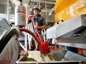 Na konci třídícího pásu na hrozny všechny kuličky na zlomek okamžiku vyskočí do... Na konci třídícího pásu na hrozny všechny kuličky na zlomek okamžiku vyskočí do...