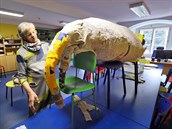 V chebské muzejní dílně vzniká model pravěkého zvířete - deinotheria. V chebské muzejní dílně vzniká model pravěkého zvířete - deinotheria.