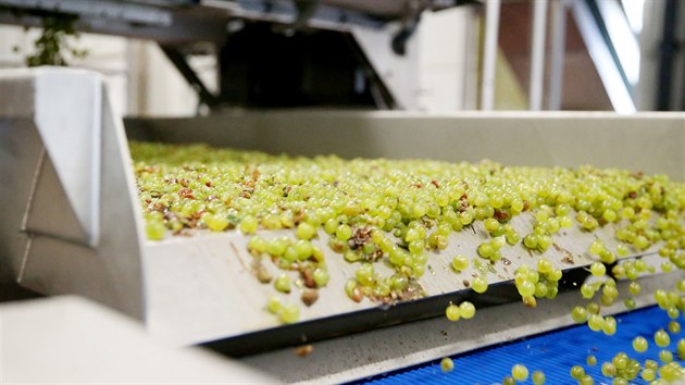 Optickou tdc linku hrozn vyuvaj v Novm vinastv v Drnholci k odstrann list, beruek i nekvalitnch kuliek.
