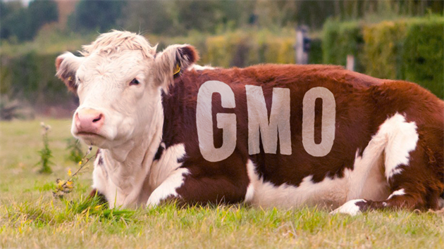 Geneticky modifikovaný organismus (v tomto pípad kráva)