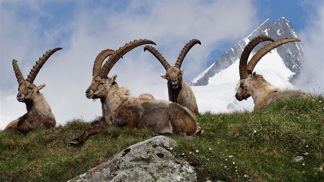 Kozoroci v Alpch