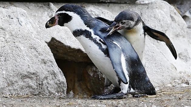 Kolonie tuk Humboldtovch v plzesk zoo se rozrostla o nov mlata. (12. 9. 2019)