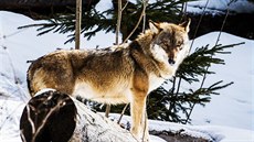 Největším nepřítelem českých vlků je nelegální lov. (18. 3. 2019) Největším nepřítelem českých vlků je nelegální lov. (18. 3. 2019)