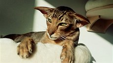 Pokud býváte přes den mimo domov, radí chovatelka pořídit k orientální kočce... Pokud býváte přes den mimo domov, radí chovatelka pořídit k orientální kočce...