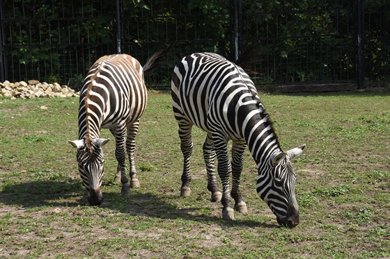 Zebry bezhívé nejsou samostatný druh, "jen" poddruh, za záchranu ovem...