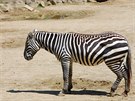 Chybjc, nebo vrazn zredukovan hva, je pro zebry bezhv typick. 