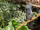 Krotk kakadu palmov (Rkosv pavilon, prchoz expozice Nov Guinea)