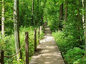 Bělověžský prales