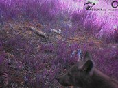 Vlčata ve Vraních horách na záběru fotopasti z poloviny července 2019 Vlčata ve Vraních horách na záběru fotopasti z poloviny července 2019