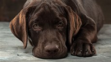 Labradorský retrívr patří mezi nejvíce domestikovaná psí plemena. Labradorský retrívr patří mezi nejvíce domestikovaná psí plemena.