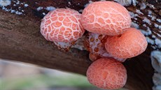 Hlívovec ostnovýtrusný (Rhodotus palmatus) Hlívovec ostnovýtrusný (Rhodotus palmatus)
