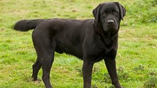Labrador Labrador