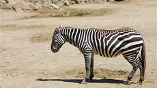 Chybjící, nebo výrazn zredukovaná híva, je pro zebry bezhívé typická.  