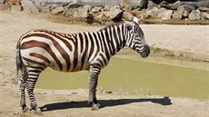 Mj. poznáte zebru bezhívou podle bílých uí (ostatní poddruhy mají pes ucho...