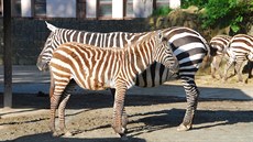 Zebra bezhívá s híbtem. Ta se rodí s hívou, která jim postupn vypadává: u...