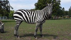 Vechny bezhívé zebry, které dnes ijí v Evrop, jsou pvodem z bývalého...