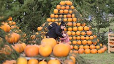 Na farmě u Pipků se návštěvníci setkají i s druhy dýní a tykví, které v... Na farmě u Pipků se návštěvníci setkají i s druhy dýní a tykví, které v...