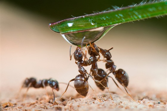 Mravenci jsou týmoví hrái. Dobe vdí, e se potebují navzájem. A e...