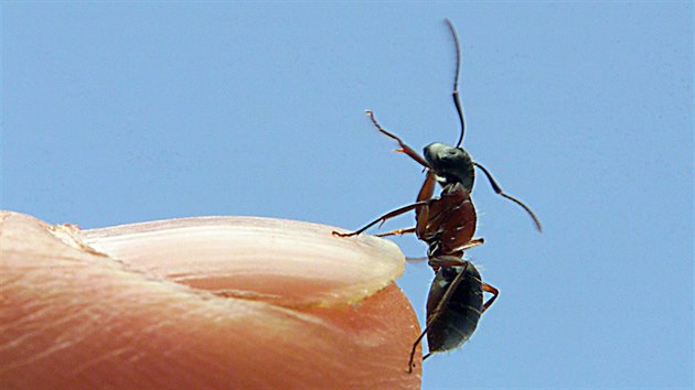 Na mravence se sice meme dvat s despektem jako na otravn hmyz, v lecem bychom si z nich ovem mohli vzt pklad.