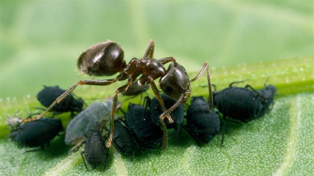 Mravenci napklad neustle mysl na to, aby mli dost zsob na obdob, kdy budou chybt zdroje. Proto jsou v lt tak pracovit. V zim si odpoinou.