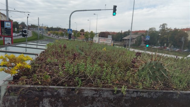 Zastvka na Hradansk se zelenou stechou. (9. 10. 2019)