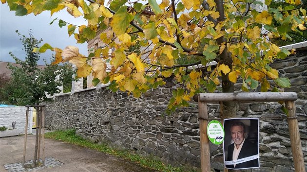 U lpy v jezd u Svatho Ke na Rokycansku se objevuj svky. Obec strom nechala zasadit v dob, kdy Karel Gott onemocnl. (2. 10. 2019)