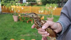 Obě zlomené nohy se zahojily a v pořádku srostly a bukáček malý, nejmenší česká... Obě zlomené nohy se zahojily a v pořádku srostly a bukáček malý, nejmenší česká...