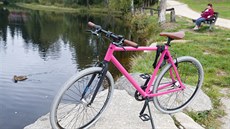 Speciální růžová kola si nově mohou lidé půjčit třeba v Bedřichově. Speciální růžová kola si nově mohou lidé půjčit třeba v Bedřichově.
