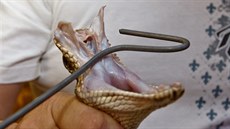 Chřestýš diamantový je nejjedovatější a zároveň největší jedovatý had Severní... Chřestýš diamantový je nejjedovatější a zároveň největší jedovatý had Severní...