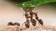 Mravenci jsou týmoví hráči. Dobře vědí, že se potřebují navzájem. A že... Mravenci jsou týmoví hráči. Dobře vědí, že se potřebují navzájem. A že...