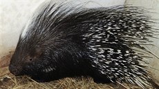 Samec dikobraza, který utekl majiteli, skončil v útulku. Samec dikobraza, který utekl majiteli, skončil v útulku.