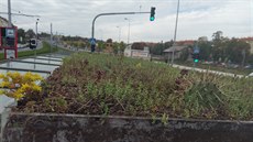Zastávka na Hradčanské se zelenou střechou. (9. 10. 2019) Zastávka na Hradčanské se zelenou střechou. (9. 10. 2019)
