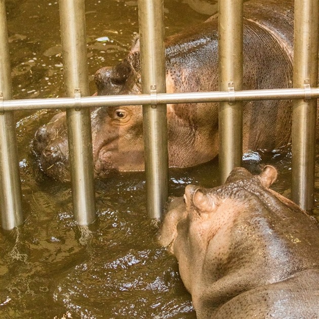 Do ostravské zoo picestoval nový samec hrocha ped nedávnem. S tamní samicí se...