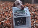 Dobrý den do redakce Metro, když už panička nechce nést noviny, ráda podám pomocnou tlapku ! Dobrý den do redakce Metro, když už panička nechce nést noviny, ráda podám pomocnou tlapku !