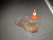 Řidiče kamionu u Vojic překvapilo deset divočáků (14. 10. 2019).