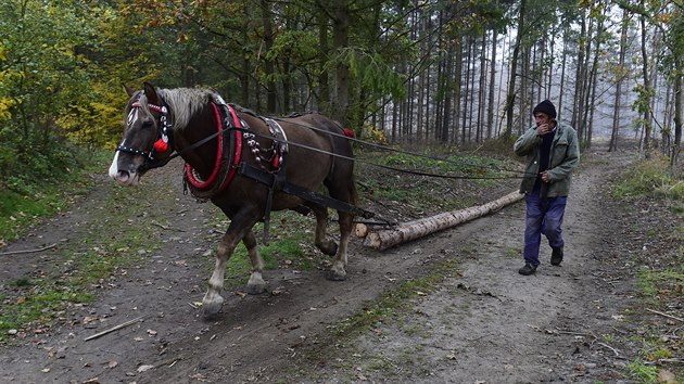 Dobrovolnci pi akci Den za obnovu lesa vysazuj v okol pevnosti Fort Radkov u Olomouce nov stromky, kter nahrad lesn porosty zdevastovan krovcem.(19. jna 2019)