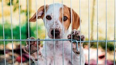 „Humánní společnost by měla tresty za nehumánní chování vůči zvířatům nejen... „Humánní společnost by měla tresty za nehumánní chování vůči zvířatům nejen...