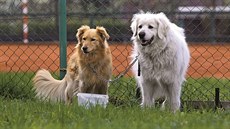 Jací psi se k výcviku hodí? „Máme tady nejrůznější rasy,“ popisuje psovod Josef... Jací psi se k výcviku hodí? „Máme tady nejrůznější rasy,“ popisuje psovod Josef...