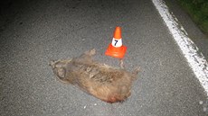Řidiče kamionu u Vojic překvapilo deset divočáků (14. 10. 2019). Řidiče kamionu u Vojic překvapilo deset divočáků (14. 10. 2019).